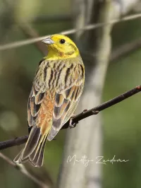Geelgors [Emberiza citrinella]
